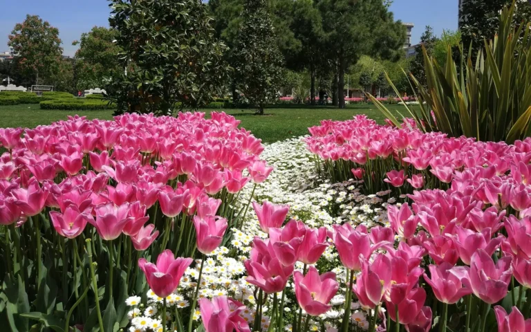 Bloeiende tulpen in een park