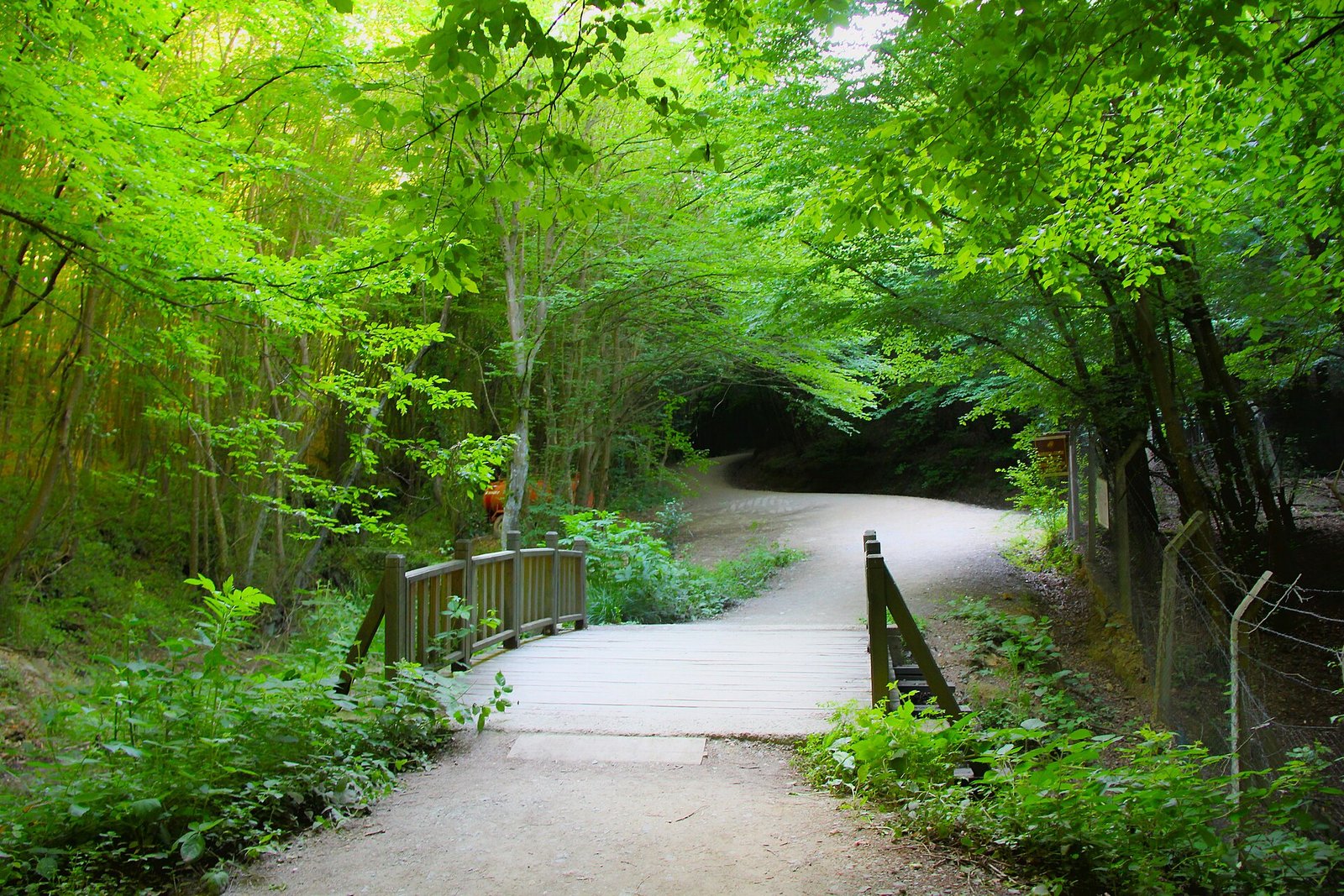 Wandelpad door het bos van het natuurpark bij Polonezkoy