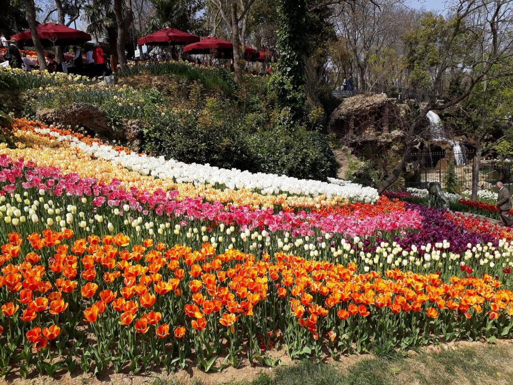 Kleurige tulpenvelden in Emirgan Park tijdens het tulpenfestival in Istanbul