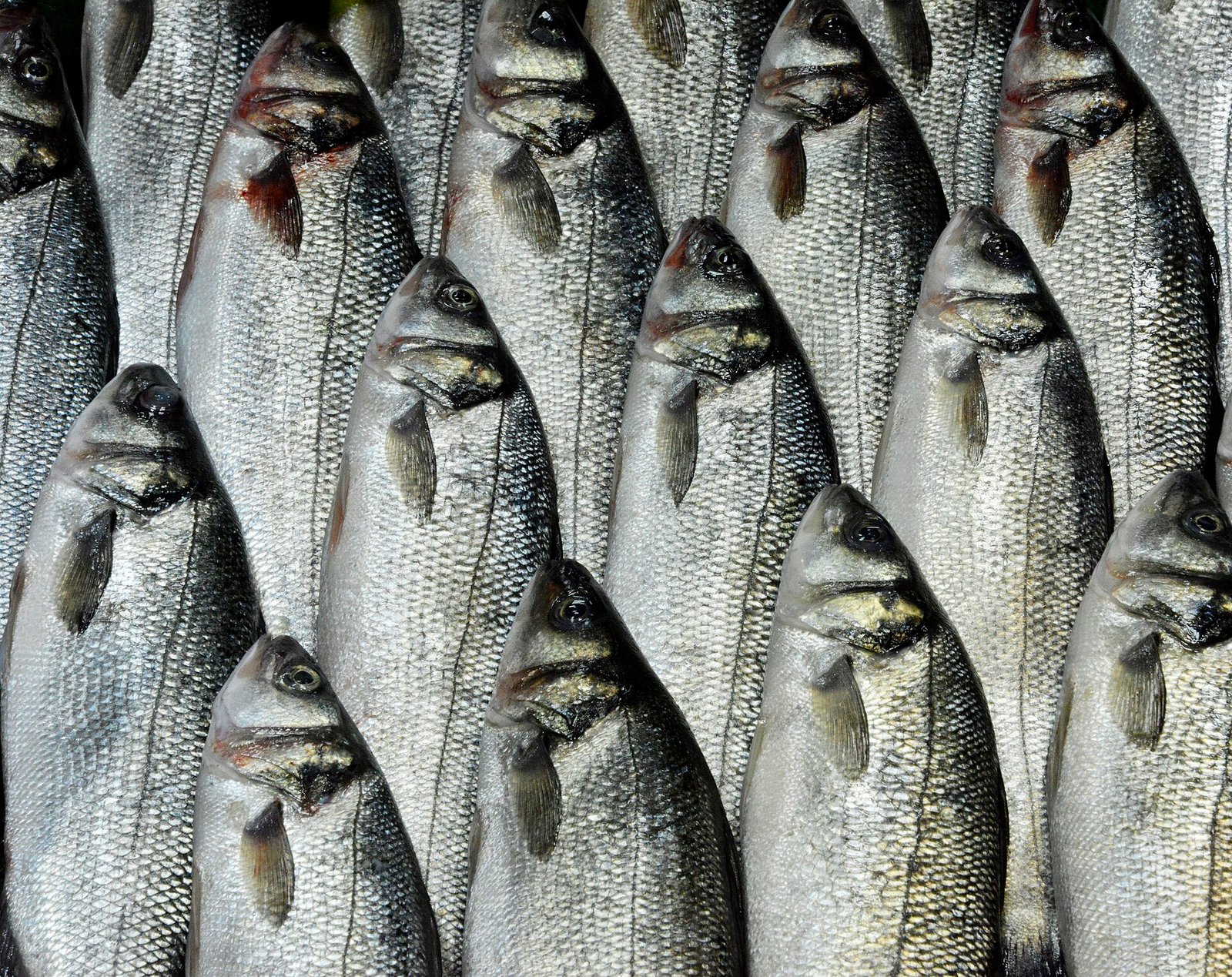 Verse vis op ijs in de vitrine van een visrestaurant